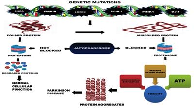 Alpha-Synuclein Aggregation in Parkinson's Disease